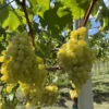 Sadnice Vinove Loze Afrodita (Besemena)