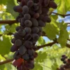 sadnice-vinove-loze-helowin-2 Sadnice Vinove Loze Helowin (Besemena)