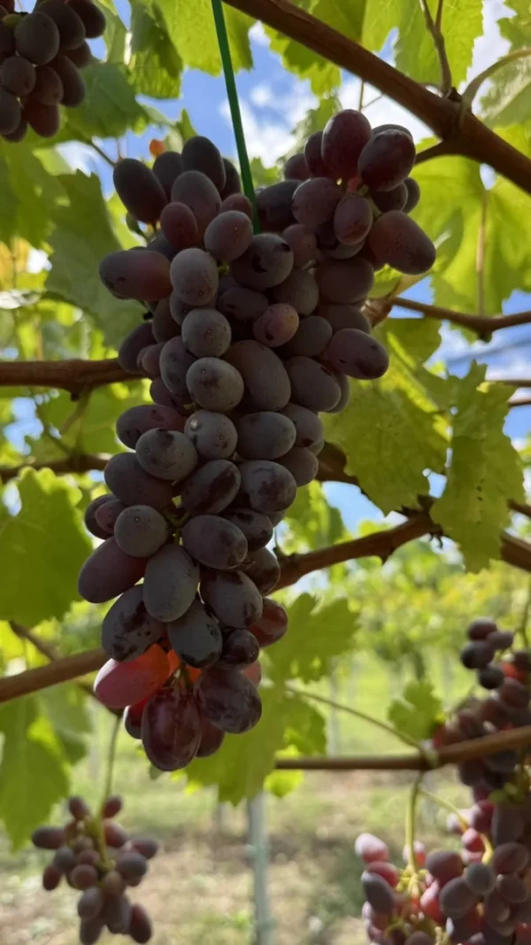 sadnice-vinove-loze-helowin-2 Sadnice Vinove Loze Helowin (Besemena)