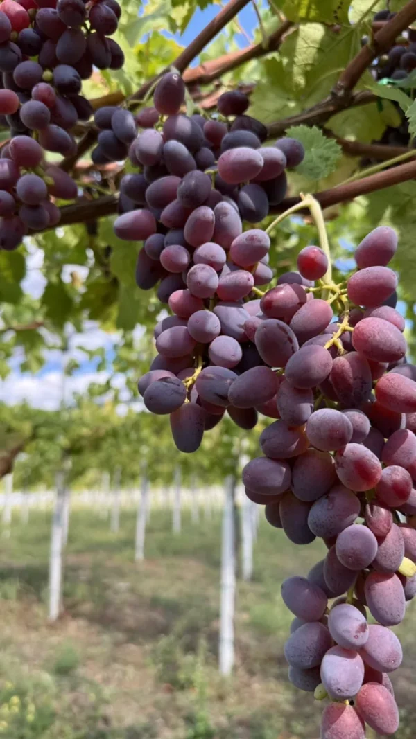 sadnice-vinove-loze-helowin Sadnice Vinove Loze Helowin (Besemena)