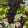 Sadnice Vinove Loze Ratatuj (Besemena)