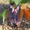 Sadnice Vinove Loze Ratatuj (Besemena)