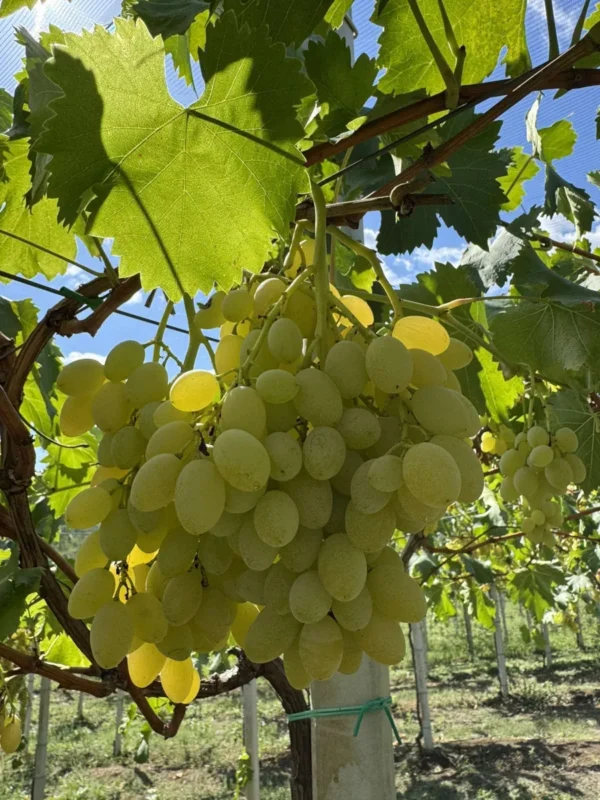 sadnice-vinove-loze-regal-seedless Sadnice Vinove Loze Regal Seedless (Besemena)