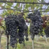 Sadnice Vinove Loze Suvenir